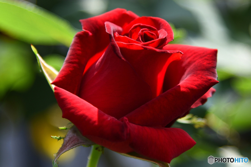 庭に咲いた薔薇の花