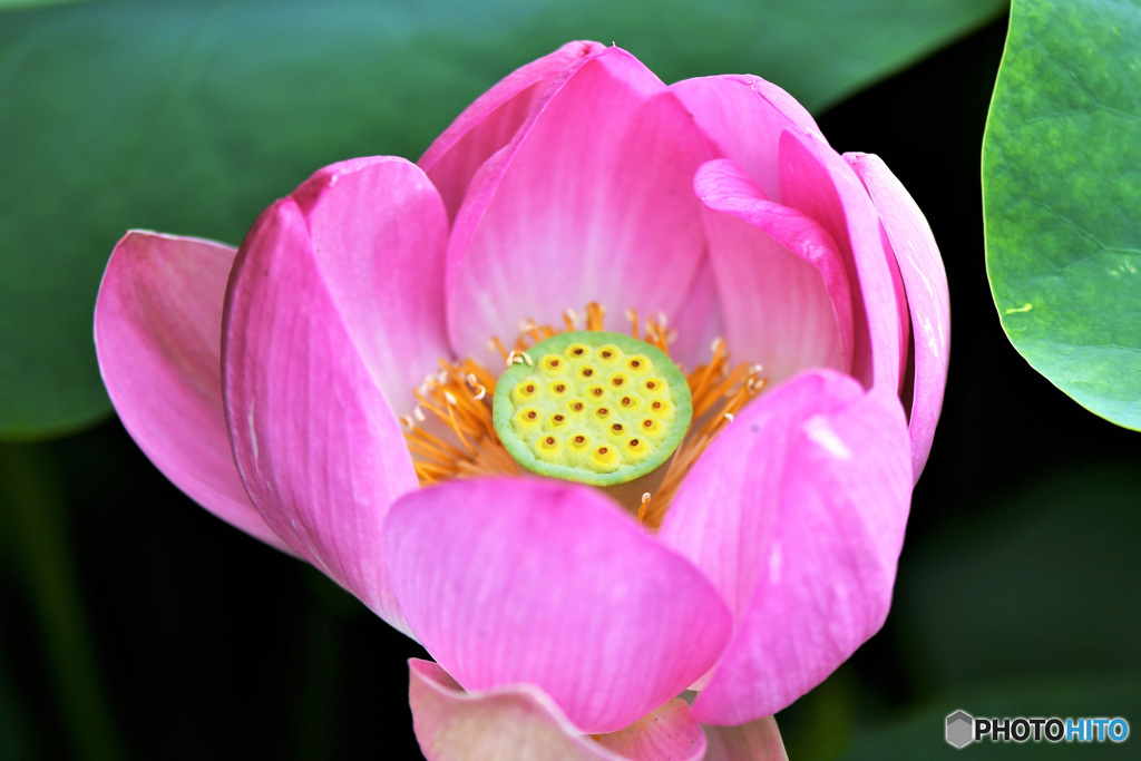 公園に咲いたていた古代蓮 22-370
