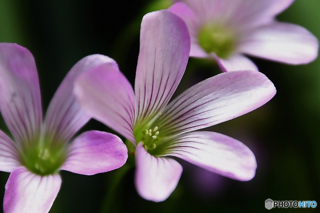 庭に咲いた花  21-378