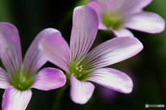 庭に咲いた花  21-378