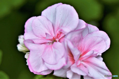 庭に咲いたゼラニュームの花 22-312