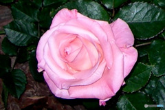 春 近隣に咲いていた花 