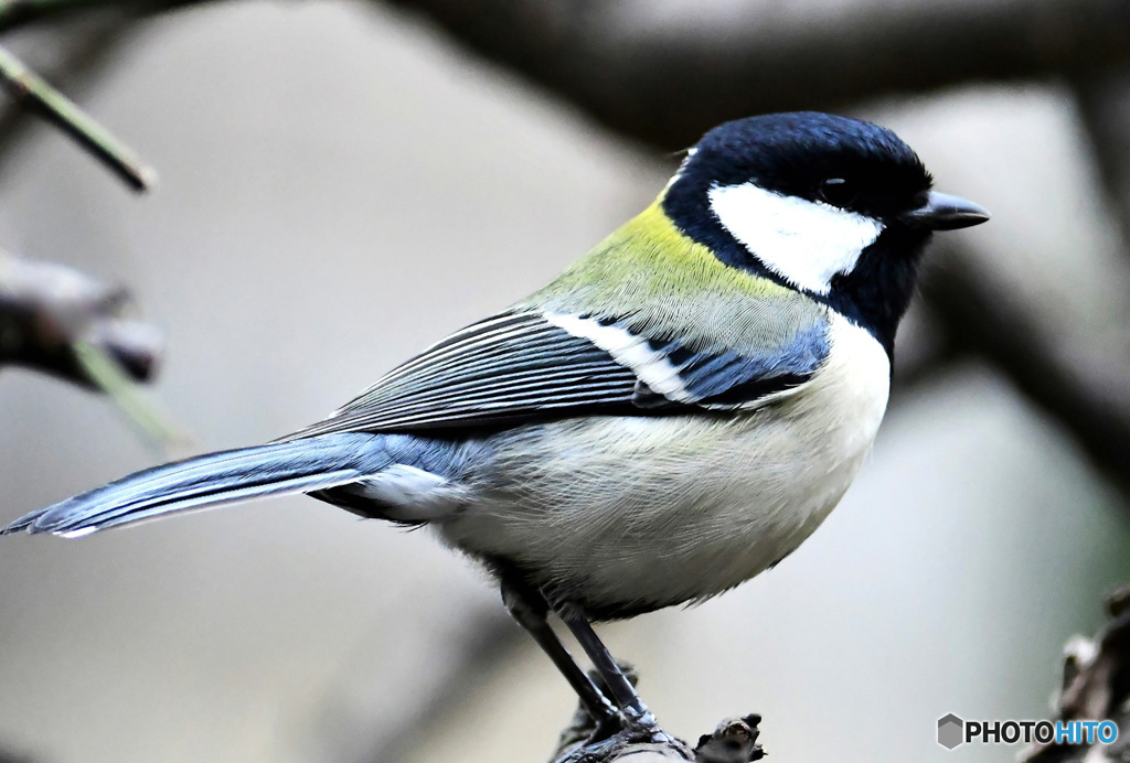 野山の鳥  四十雀さん