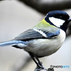 野山の鳥  四十雀さん