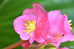 ベゴニアの花  21-431
