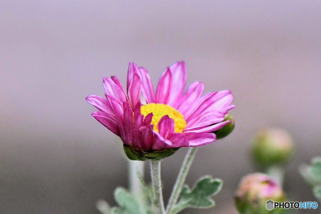 今季 庭に咲いた花