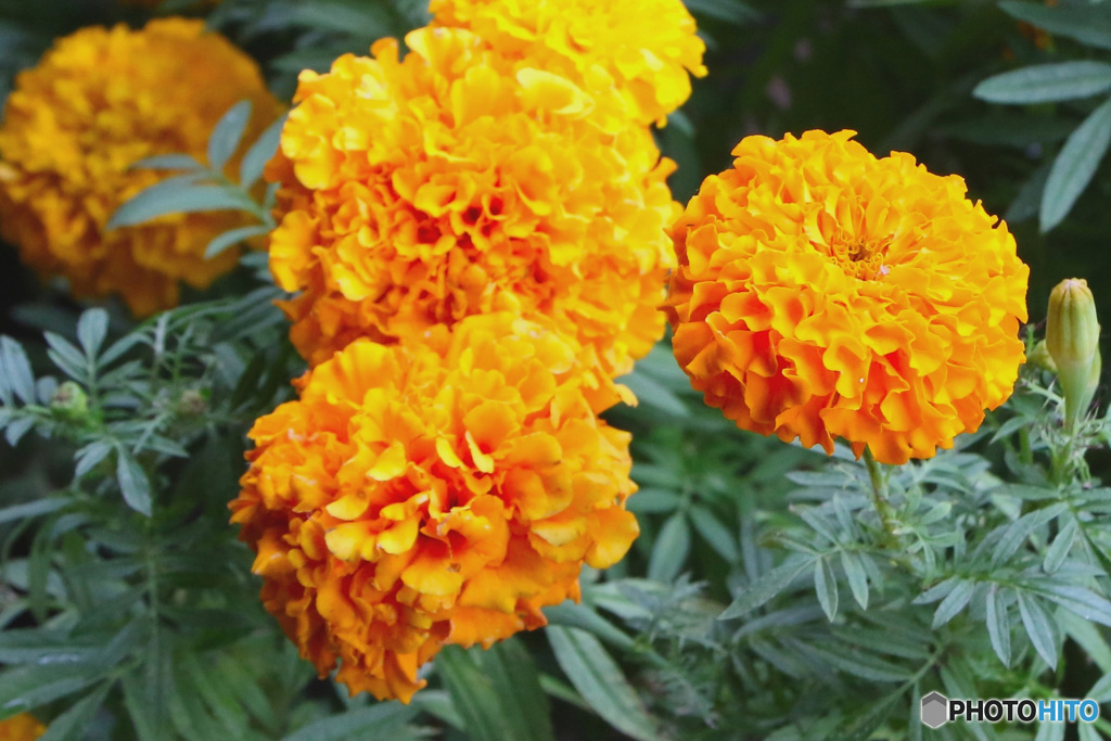 庭に咲いたマリーゴールドの花  21-625