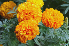 庭に咲いたマリーゴールドの花  21-625
