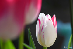 庭に咲いた春の花  21-151