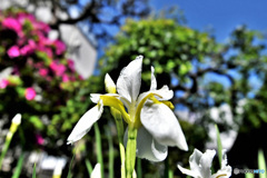 春に咲いた花  21-602