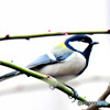 野山の鳥  四十雀