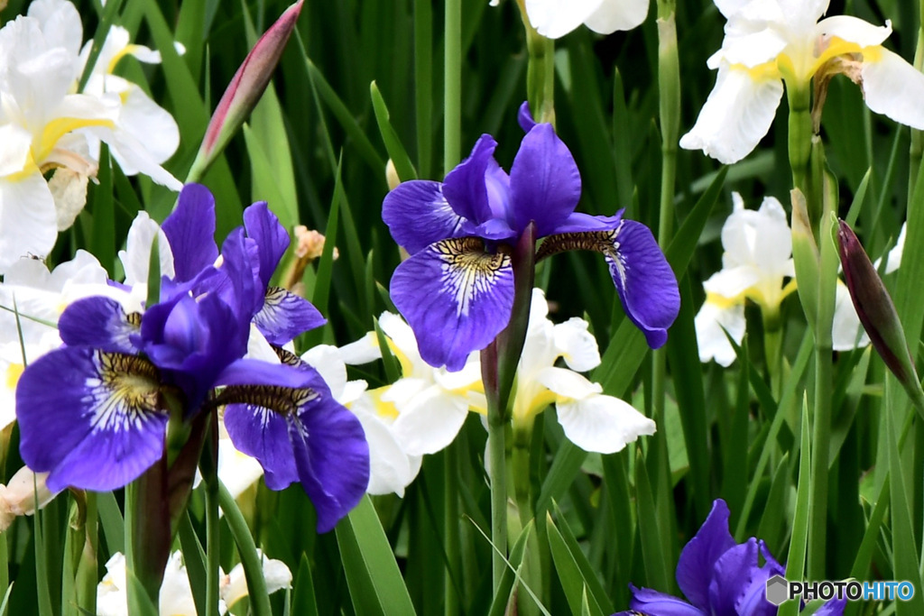  5月に咲いた花  