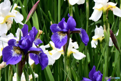  5月に咲いた花  