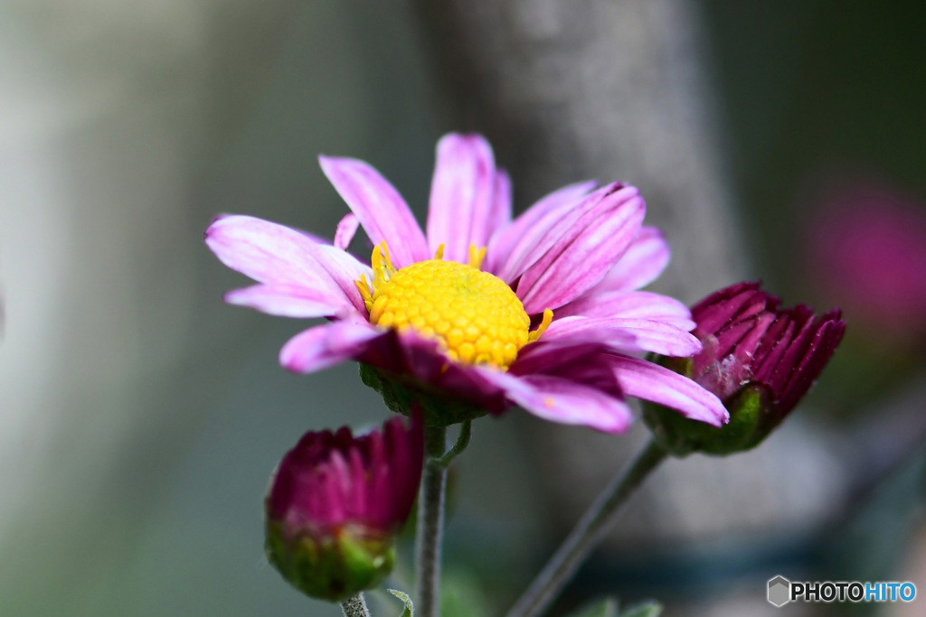庭に咲いた小菊 