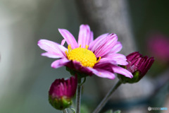 庭に咲いた小菊 