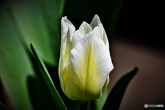 庭に咲いた白いチューリップの花   22-133   