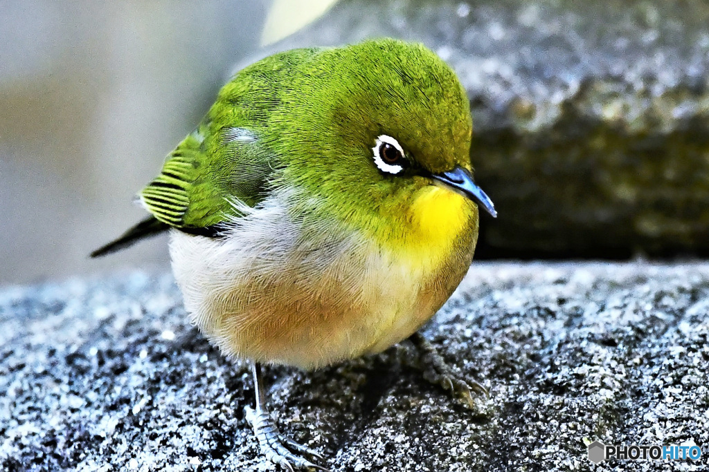 野山の鳥 22-125 メジ君  