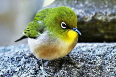 野山の鳥 22-125 メジ君  