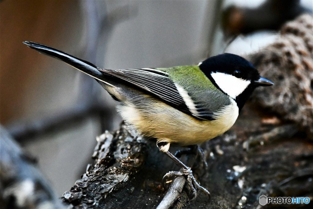 野山の鳥 シジュウカラ 23-138