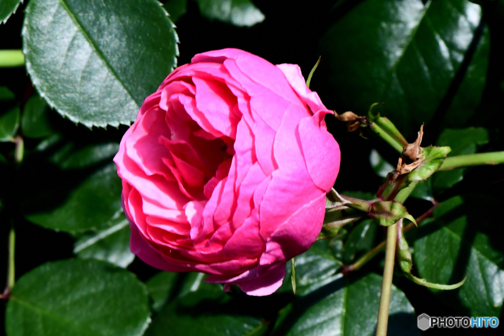近隣に咲いていたバラの花 