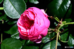 近隣に咲いていたバラの花 