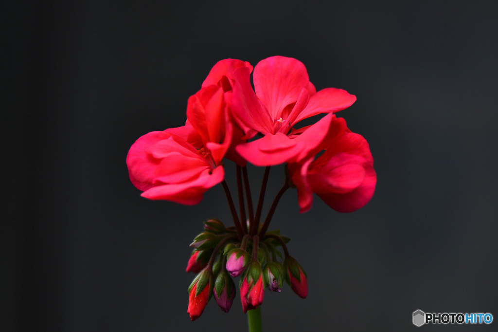 庭に咲いている花 22-461