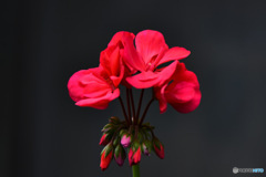 庭に咲いている花 22-461