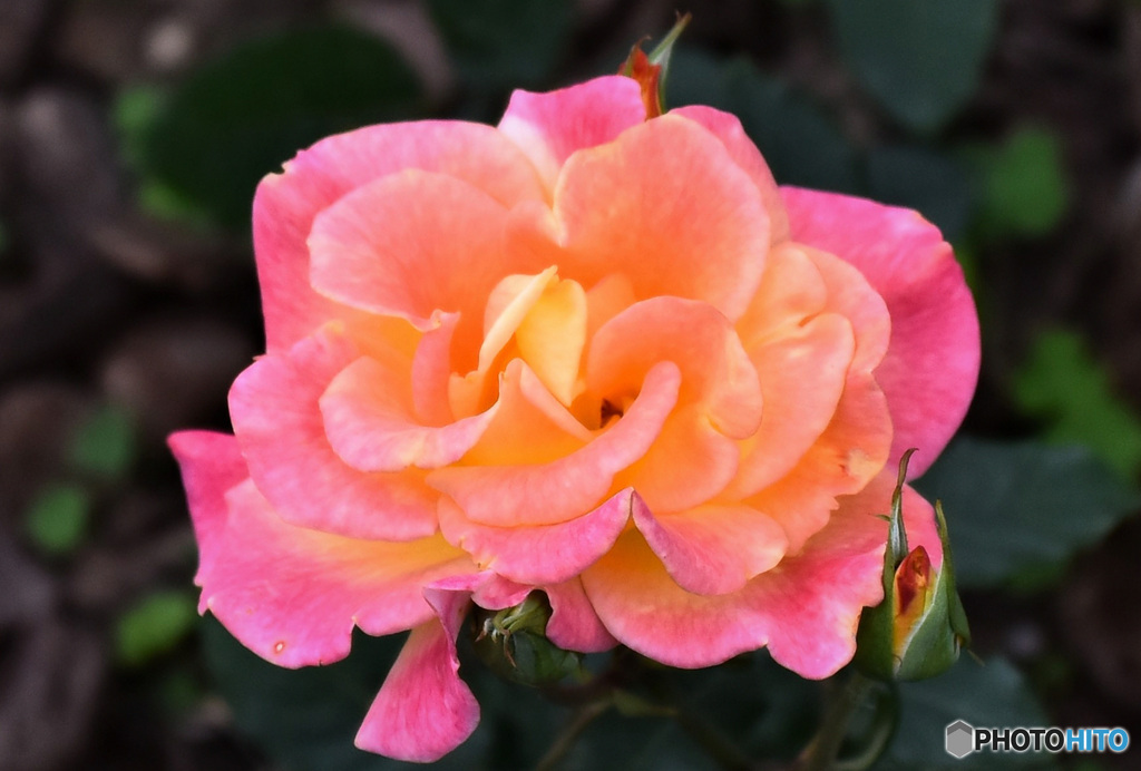 園に咲いていた春のバラ  22-452