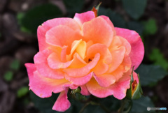 園に咲いていた春のバラ  22-452