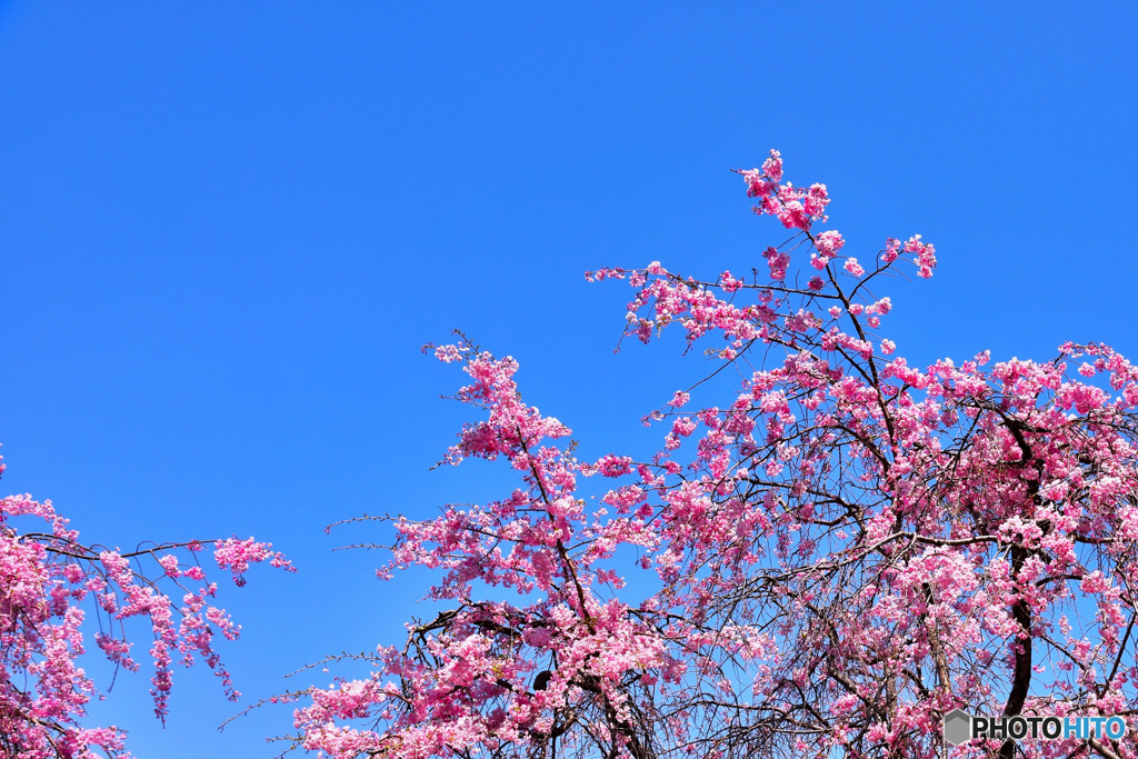  昨年公園の桜  