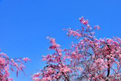  昨年公園の桜  