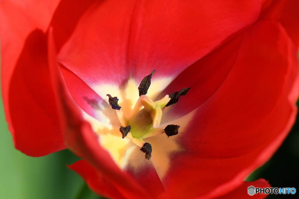 チューリップの花  21-195