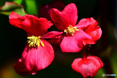庭に咲いた赤い花  21-599