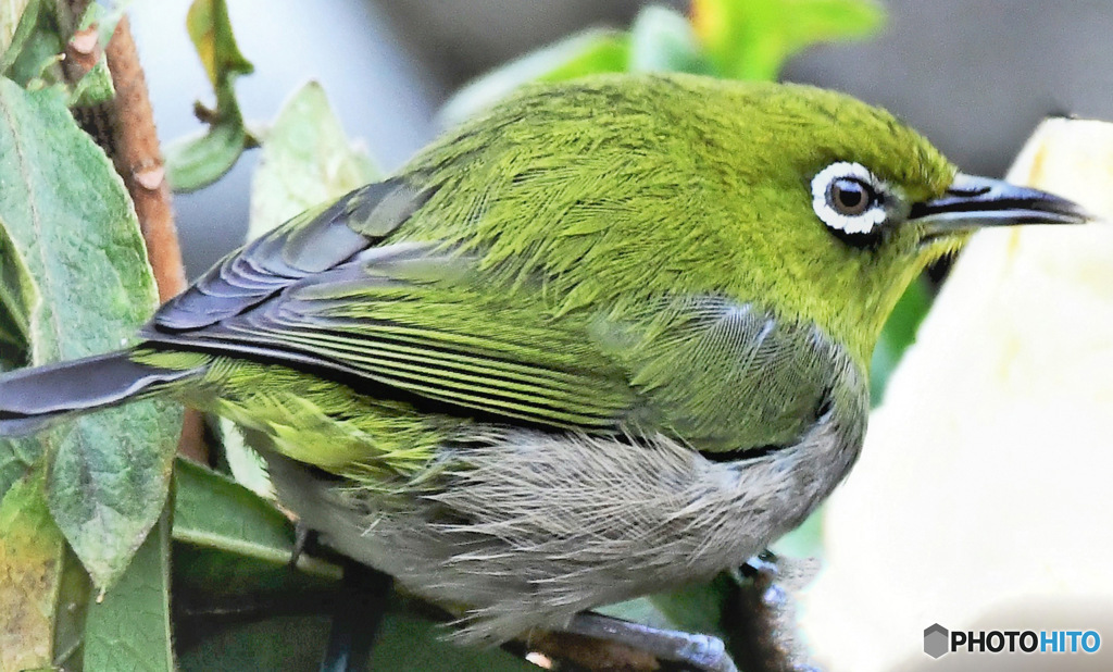 昨日は一日中冷たい雨だったね 22-220