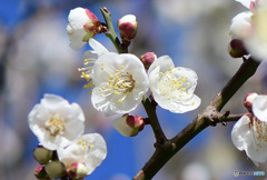 庭に咲いた白梅の花 