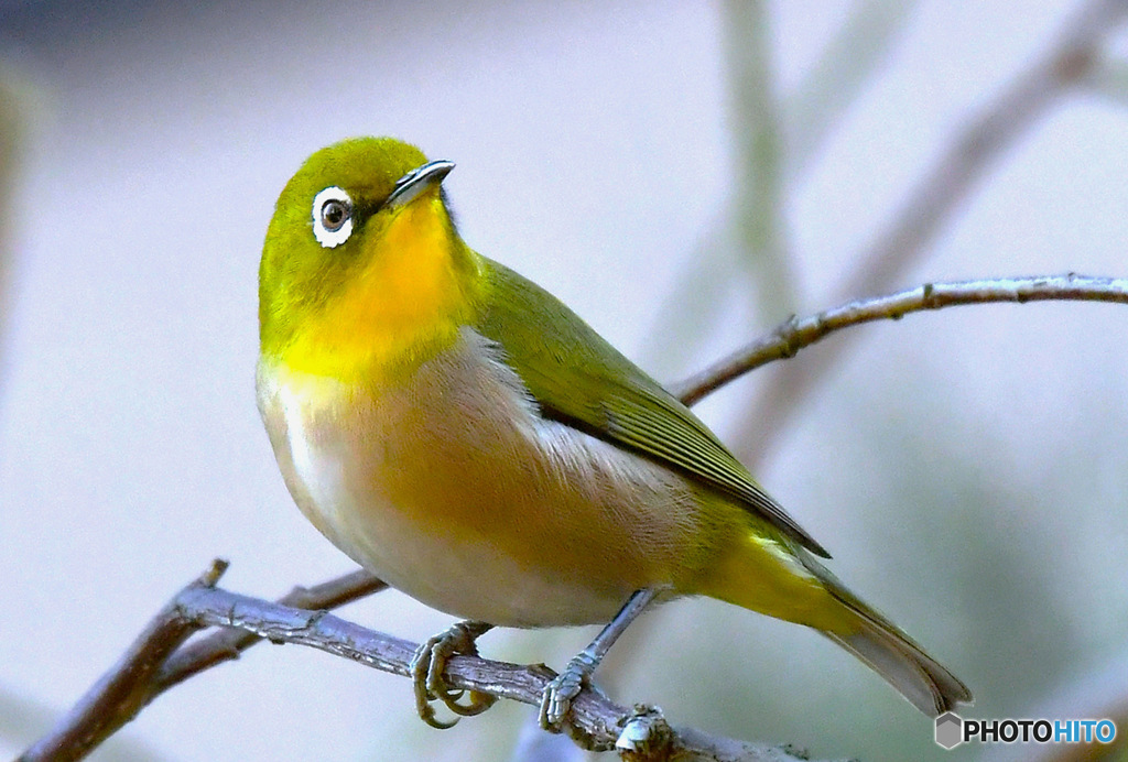 野山の鳥  メジ君  