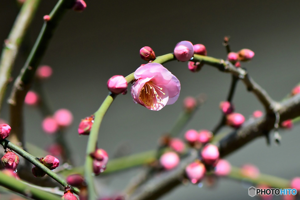 咲き始める淡紅梅の花 22-064
