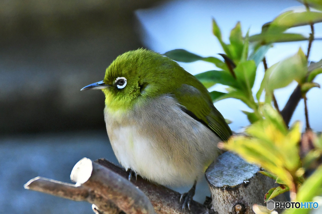 プクプクメジ君 22-037