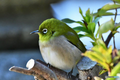 プクプクメジ君 22-037