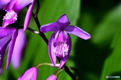 沢山咲いた紫蘭の花 22-268  