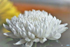 窓辺でフォト  21-462