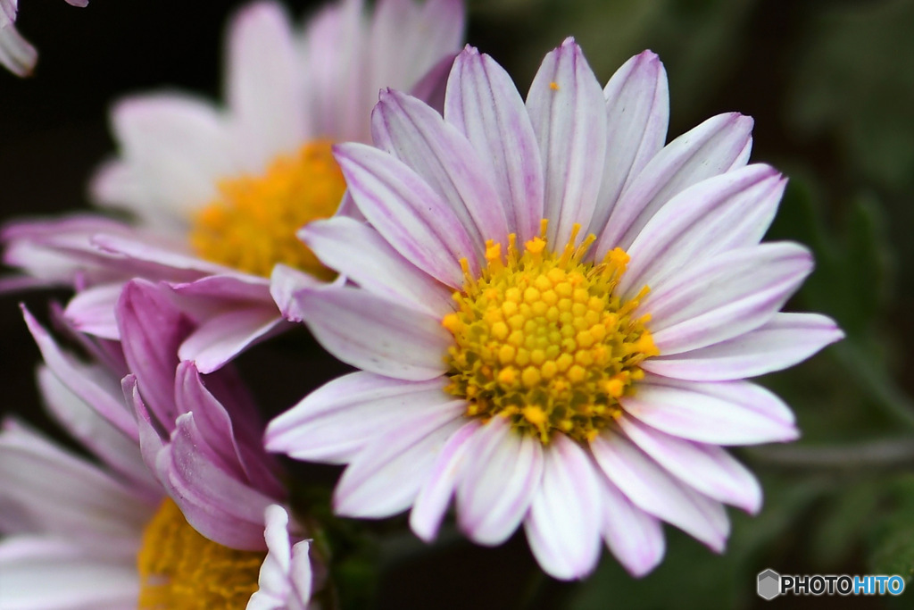 庭に咲いた小菊 23-187