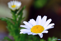 時期外れに咲いた木春菊の花 22-261