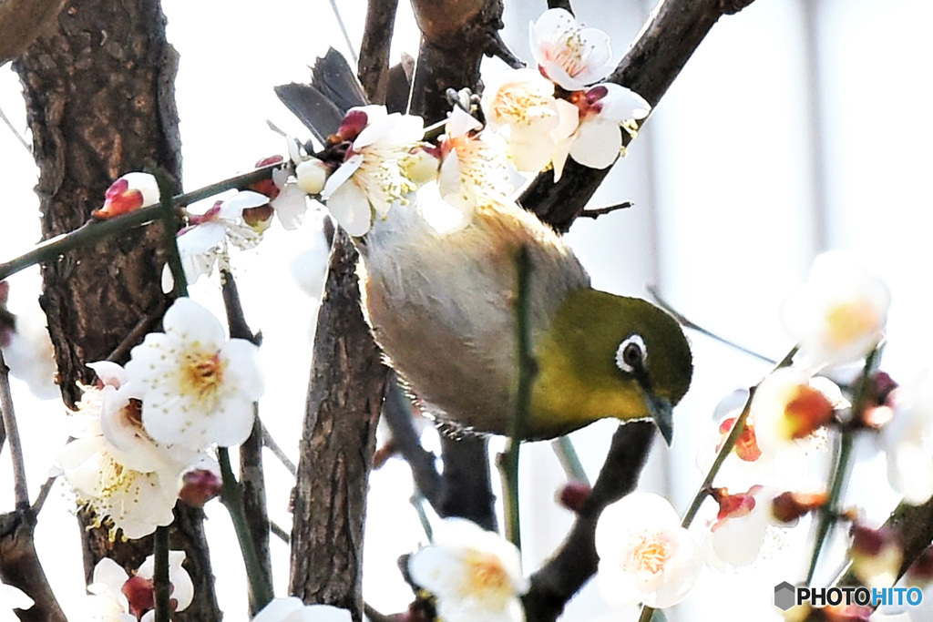 春の花とメジロ君  21-291 