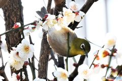 春の花とメジロ君  21-291 