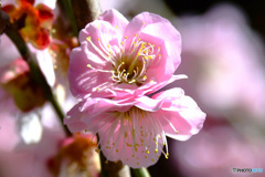 薄紅色の梅の花