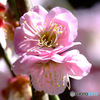 薄紅色の梅の花