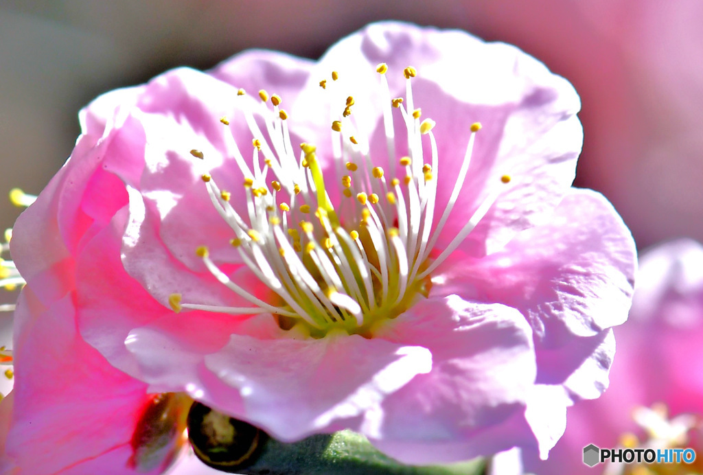 2022年3月に咲いた梅の花  