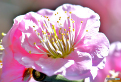 2022年3月に咲いた梅の花  