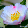  庭に咲いたサザンカの花  